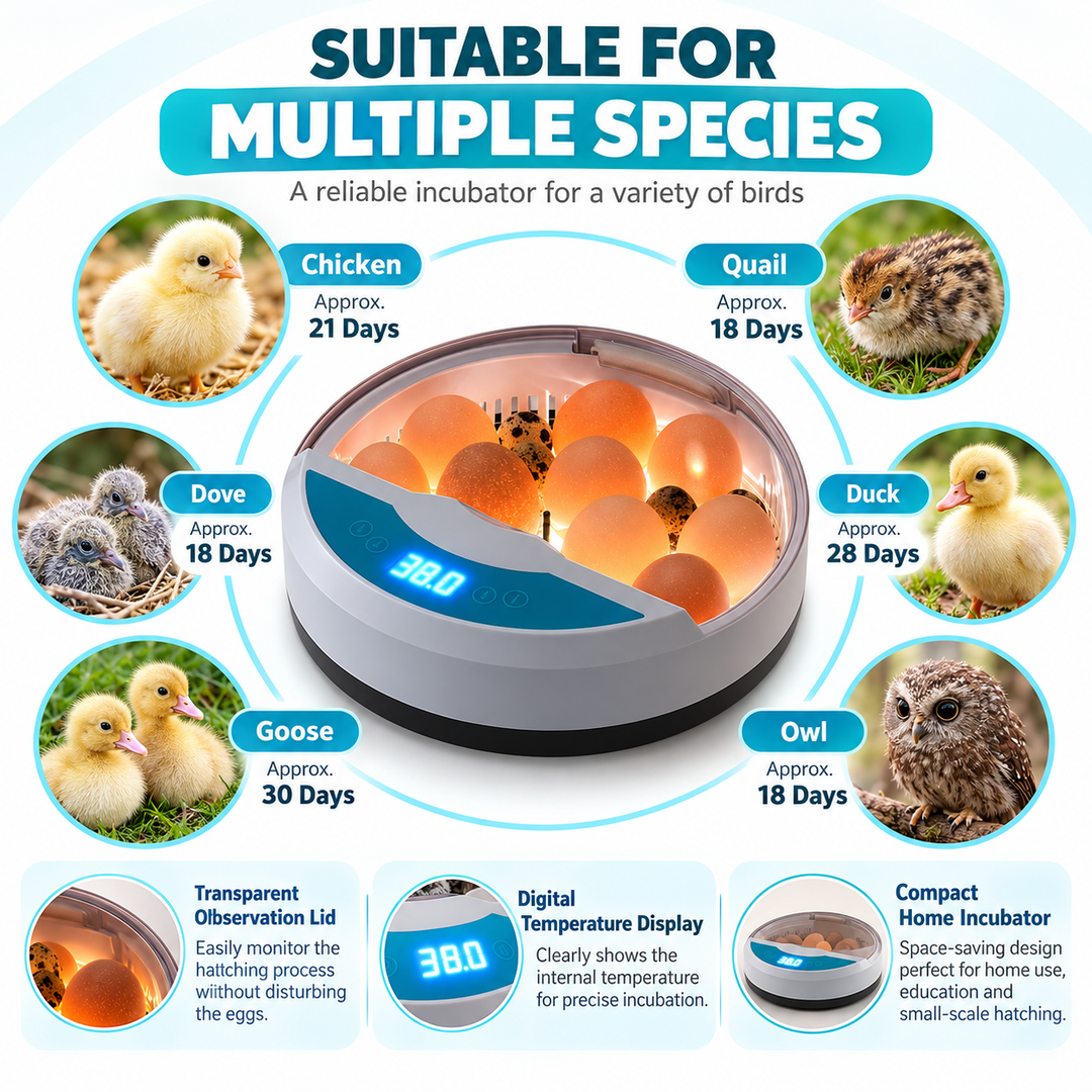 Egg Incubator Automatic Chicken Egg Hatcher with Temp Control