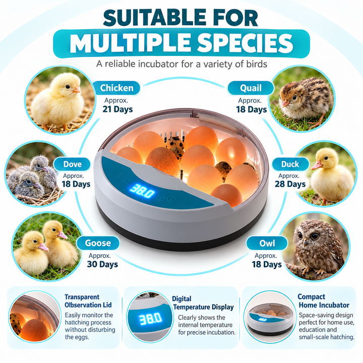 Egg Incubator Automatic Chicken Egg Hatcher with Temp Control