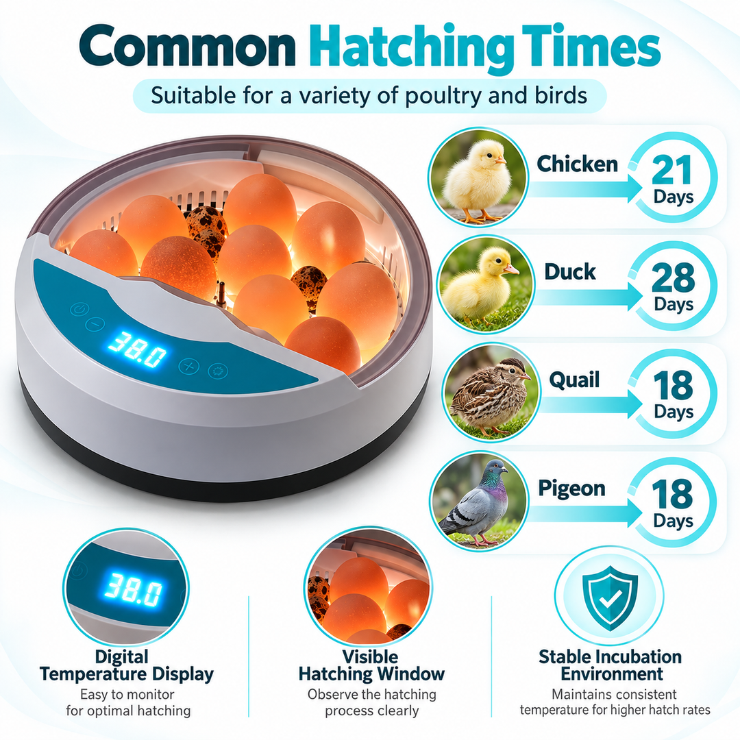 Egg Incubator Automatic Chicken Egg Hatcher with Temp Control