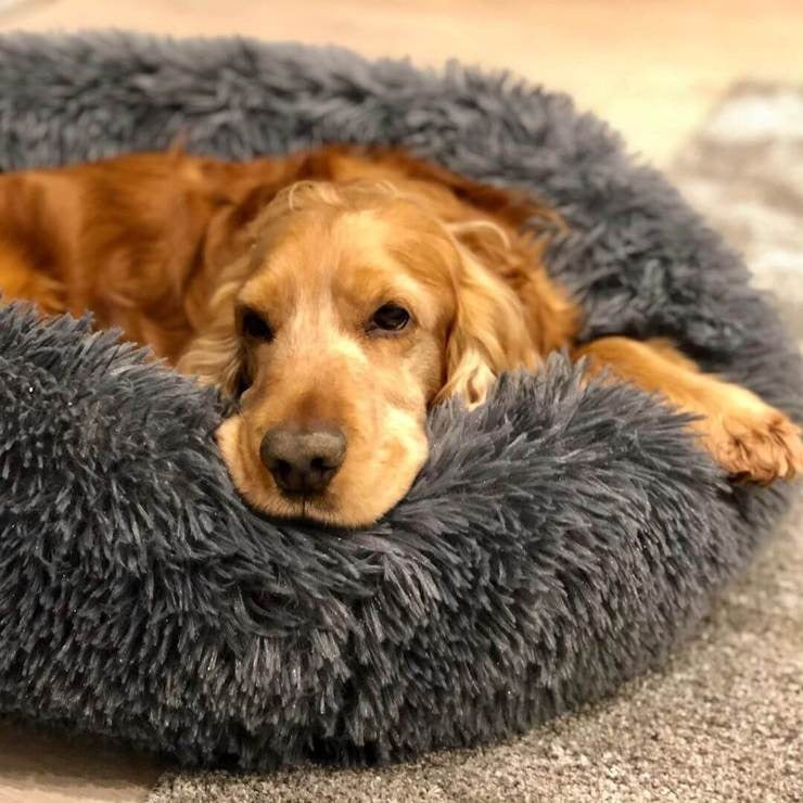 Circular Dog Bed with Removable Cover Calming Pet Bed