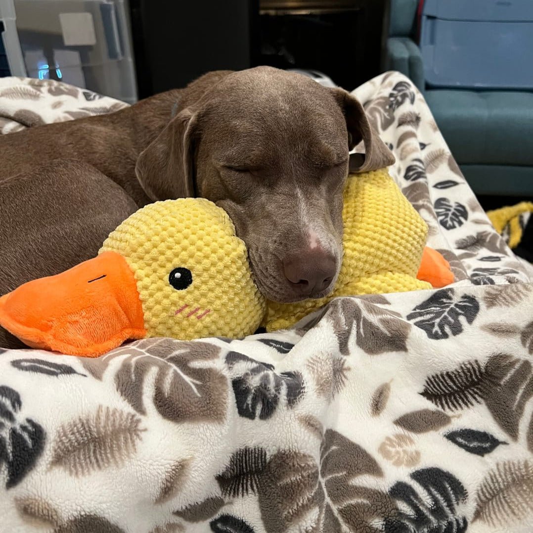 Dog Plush Chew Toy Duck Shape