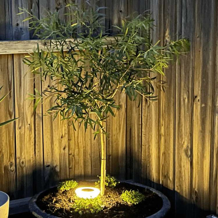 Solar Powered Outdoor Garden LED Lights Weather Resistant Rust Proof